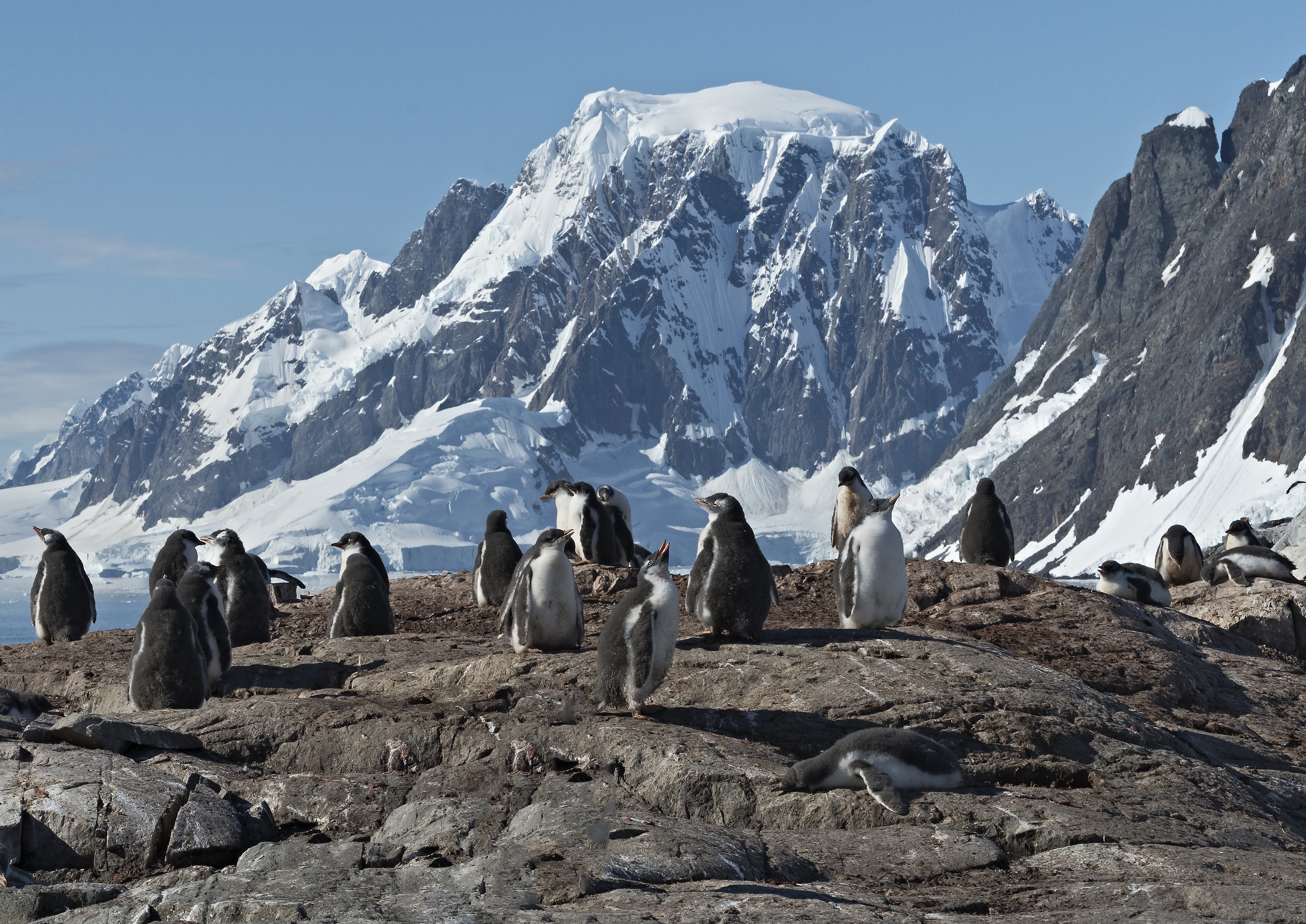 Fly & Cruise the Antarctic Peninsula