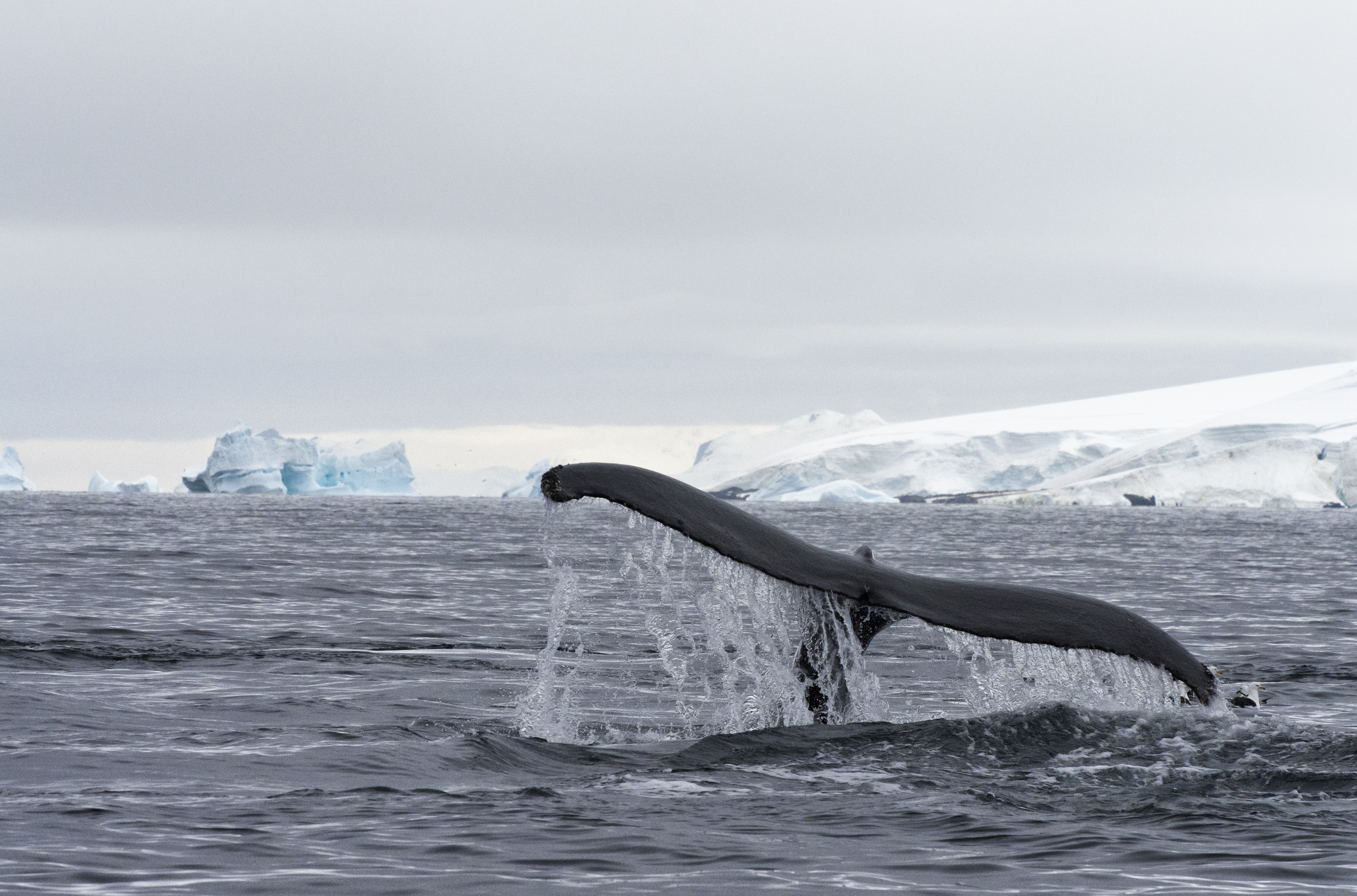 Antarctic Express Fly & Sail