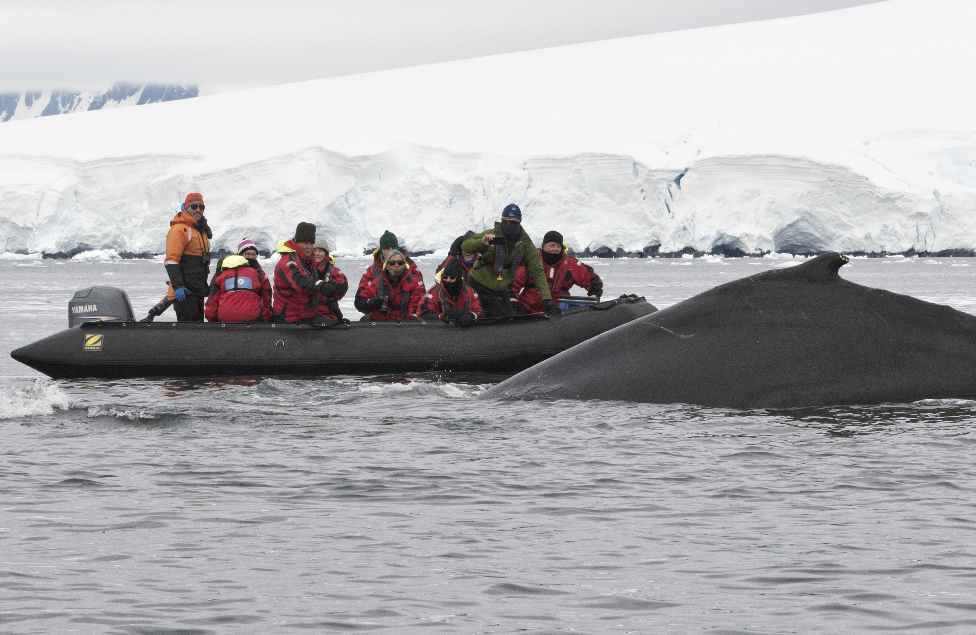 A guide to the whales of Antarctica