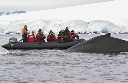 A guide to the whales of Antarctica