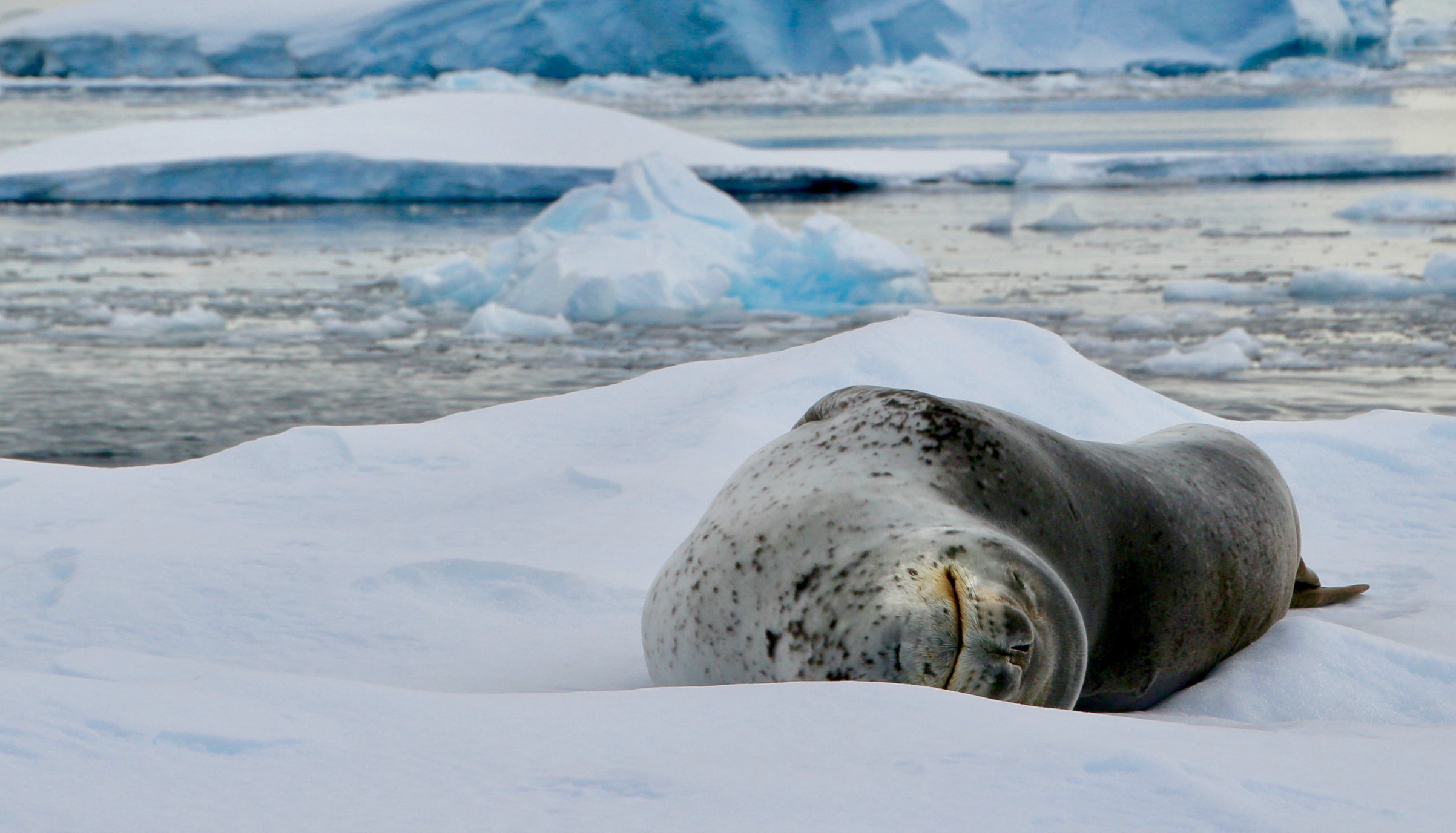 Antarctic Fly & Cruise Safari