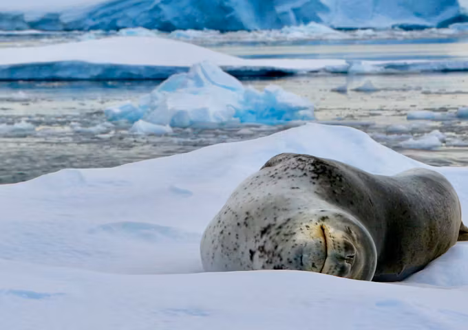 Antarctic Fly & Cruise Safari