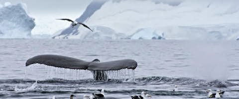 South of the Antarctic Circle