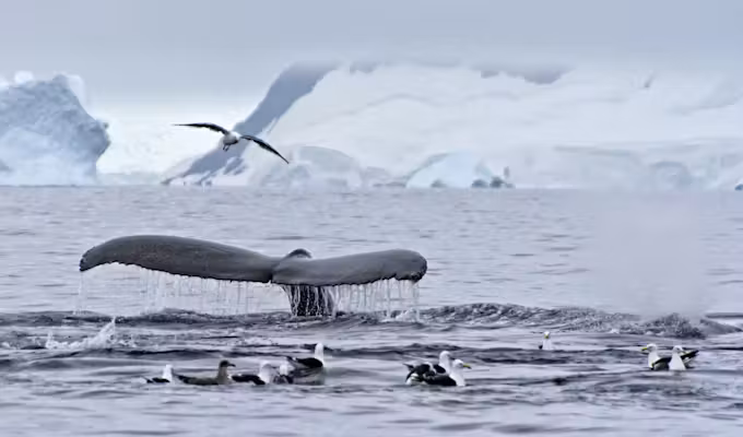 South of the Antarctic Circle