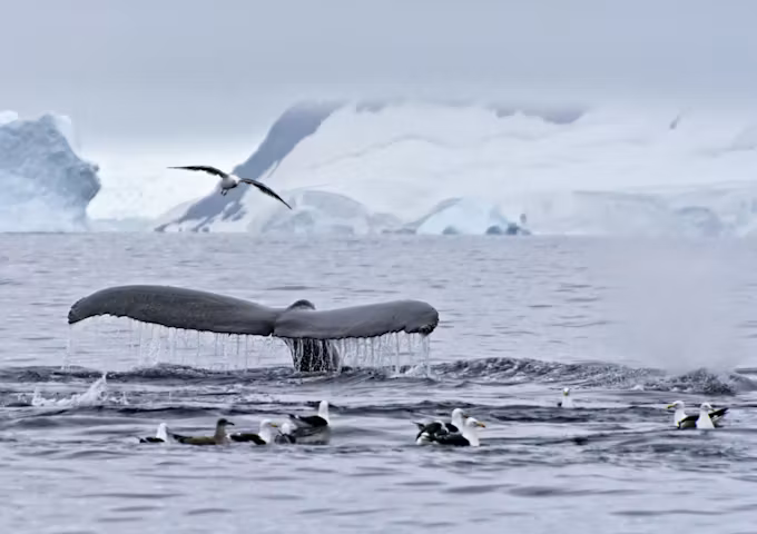 Whale sightings are a big part of Antarctica cruises