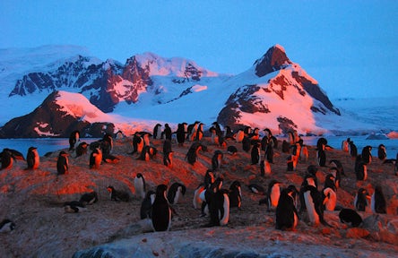 Penguins at sunset on the Yalour Islands, Antarctica