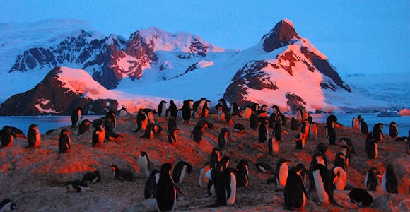 Penguins at sunset on the Yalour Islands, Antarctica