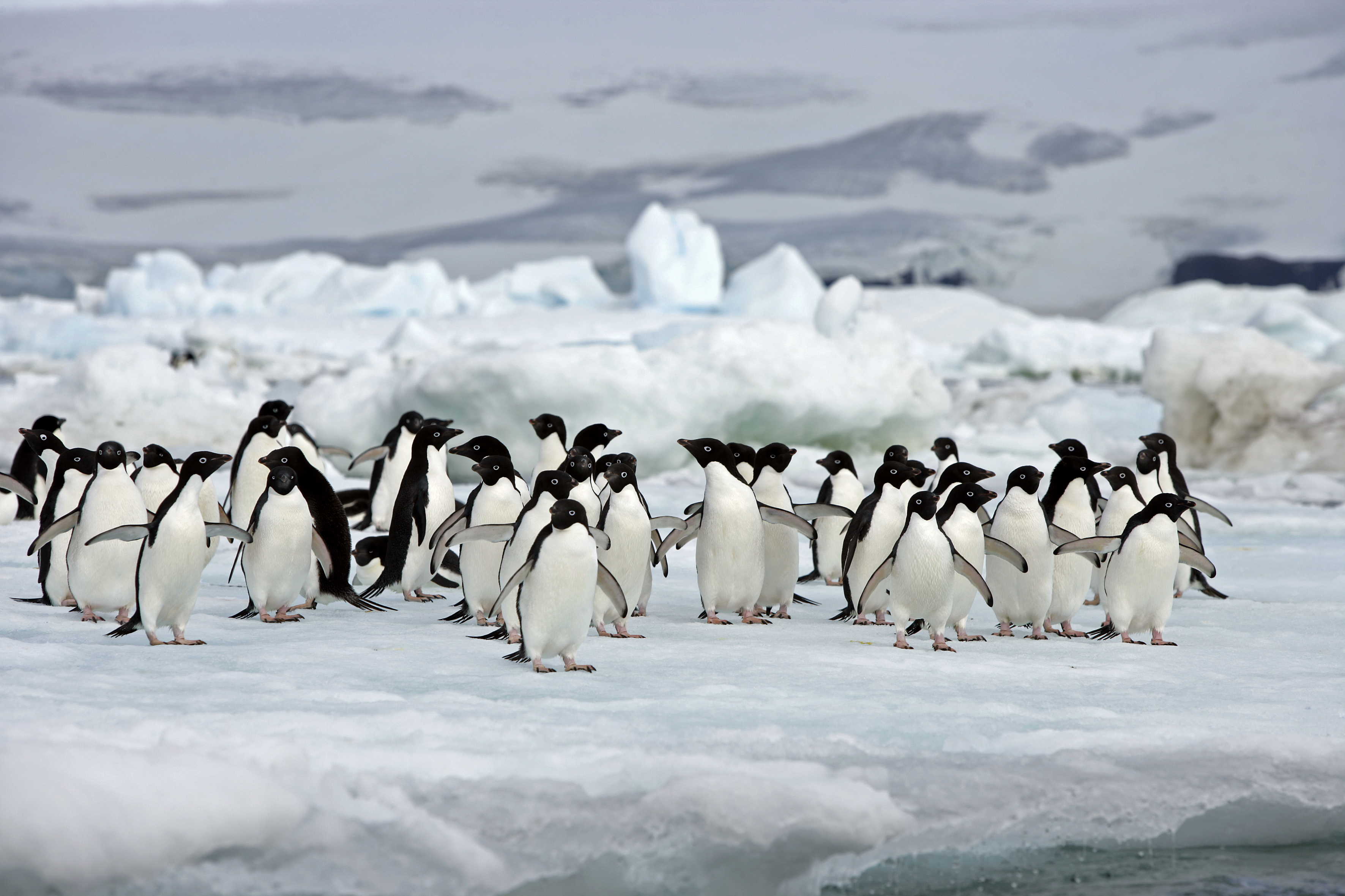 Antarctic Peninsula Expedition