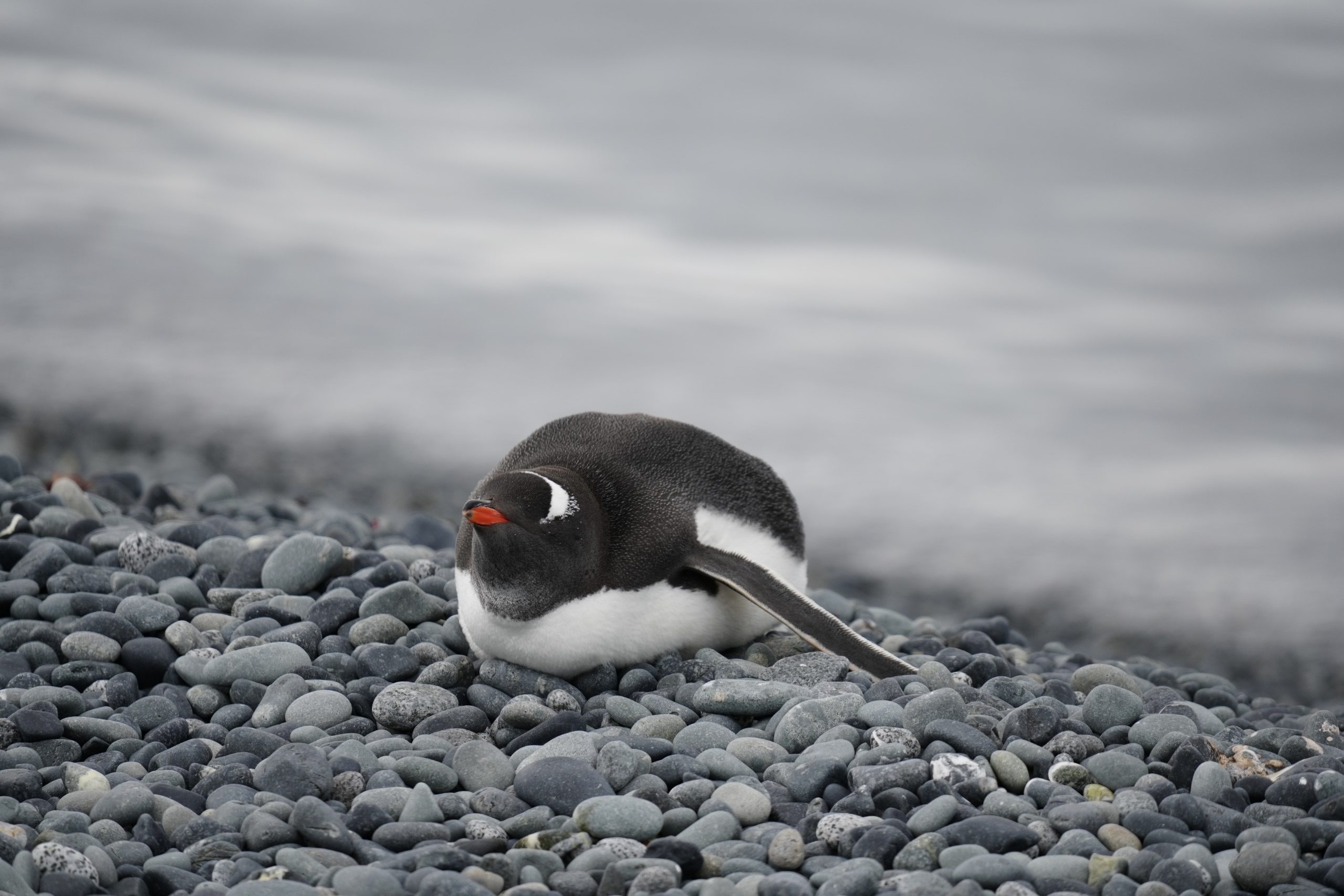 Gentoo penguin, Antarctica