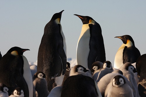 Camp with Emperor Penguins