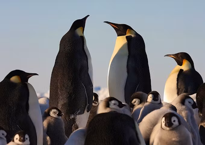 Camp with Emperor Penguins