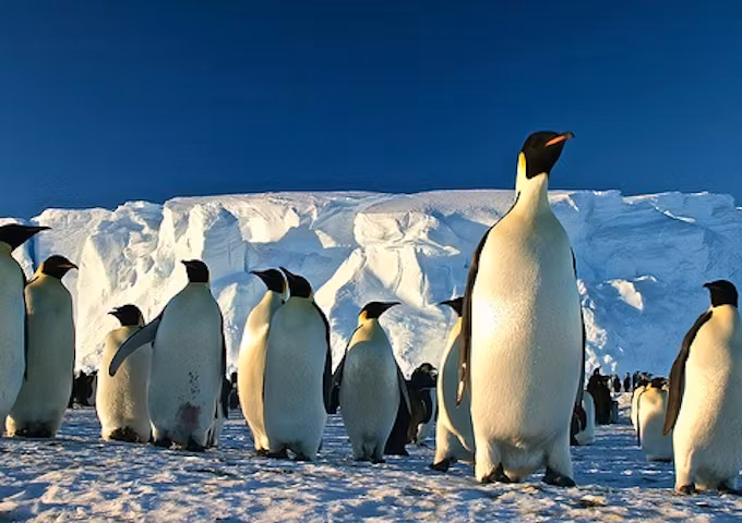 Camp with Emperor Penguins