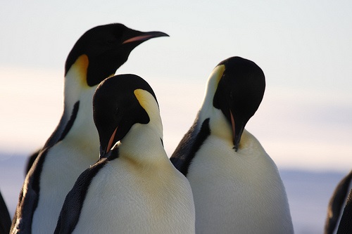 Camp with Emperor Penguins