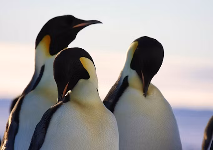 Camp with Emperor Penguins