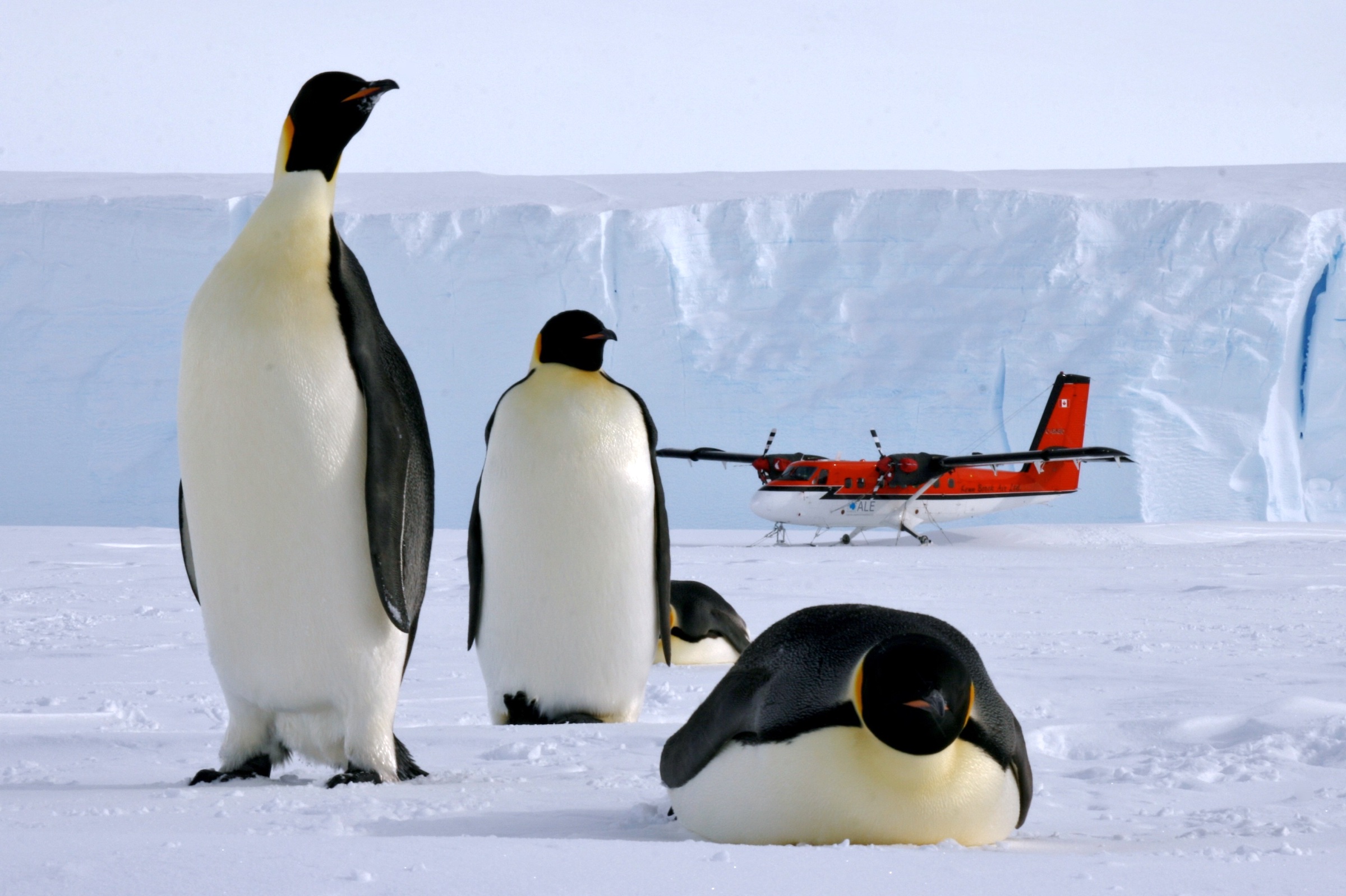 Emperor penguins in the Weddell Sea with light aircraft