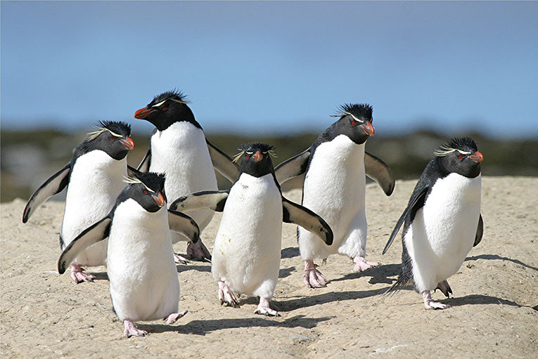 A group of six rockhopper penguins on the sandy beach at Saunders Island