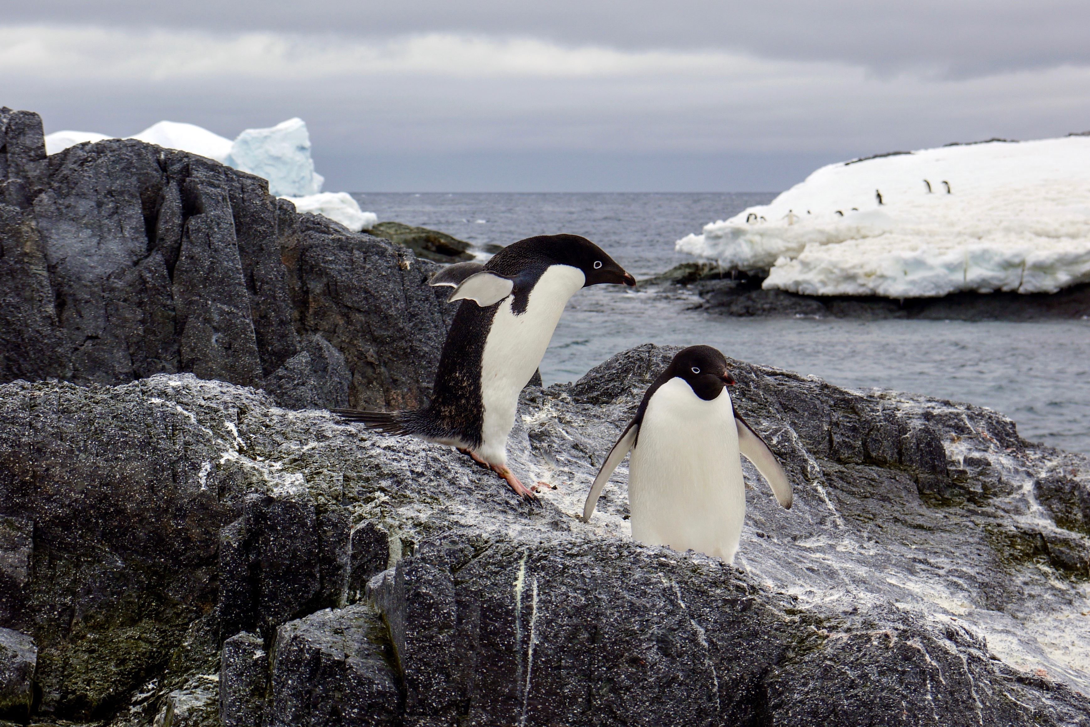 Adelie penguins, Gourdin Island, Antarctica