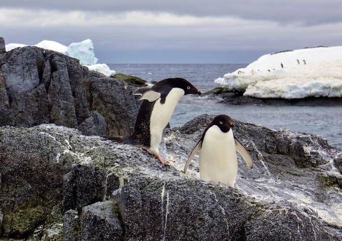 Adelie penguins, Gourdin Island, Antarctica