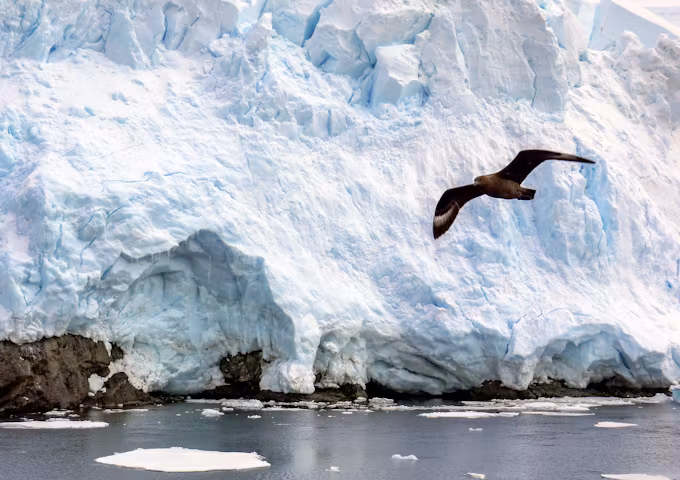 Springtime in South Georgia, Falklands and Antarctica
