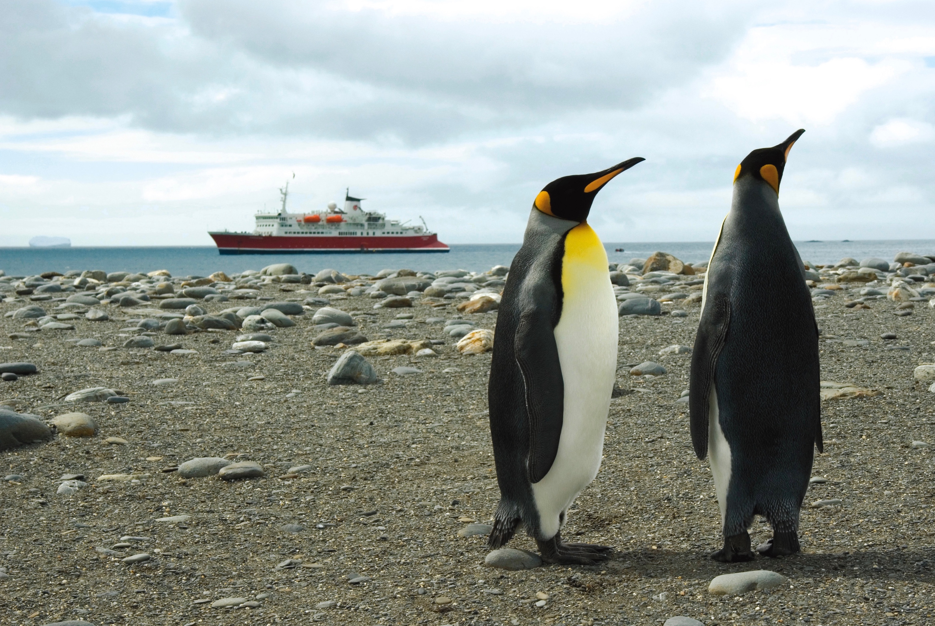 King penguins of Salisbury Plain, South Georgia