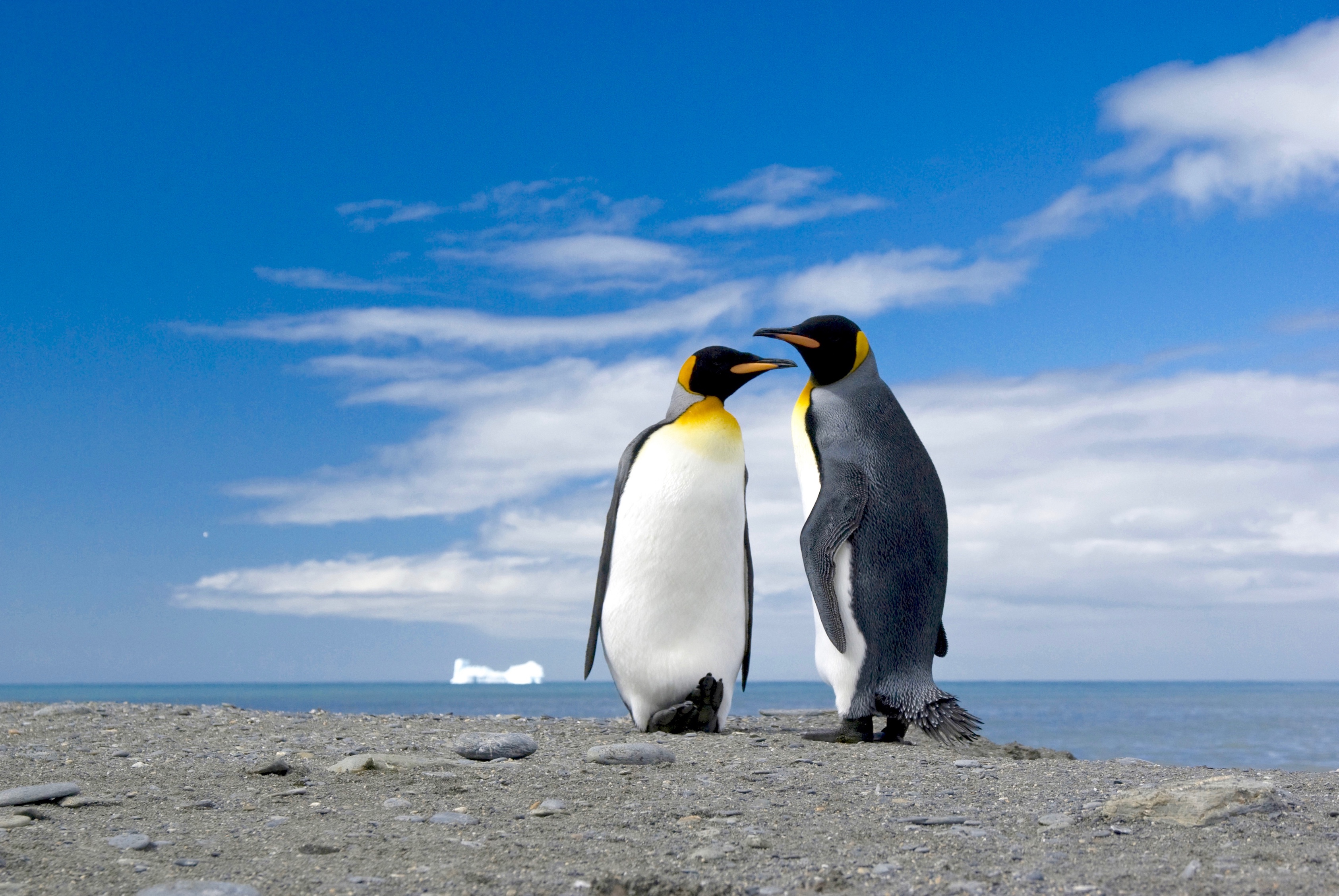 Pair of king penguins in South Georgia