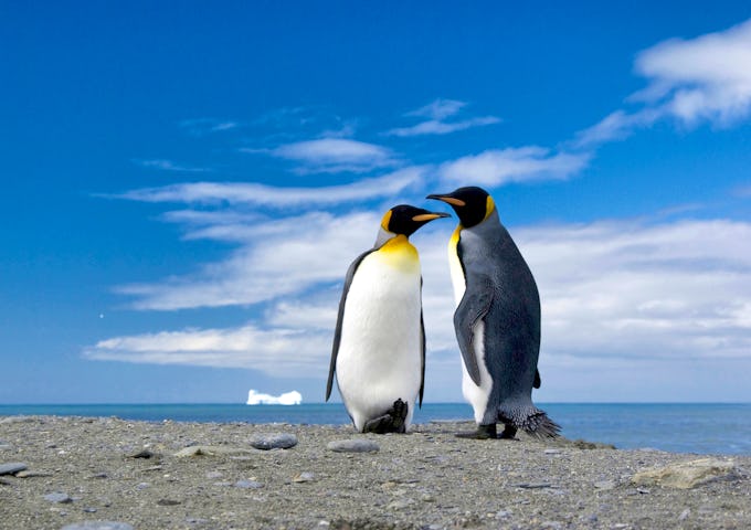 Pair of king penguins in South Georgia