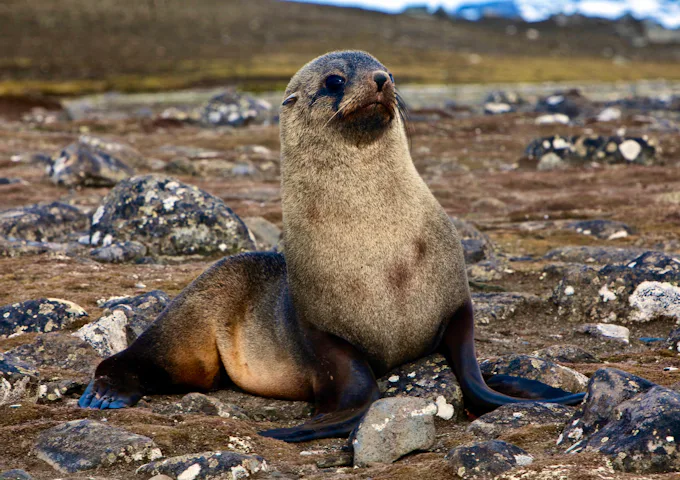 Fur seal, South Georgia