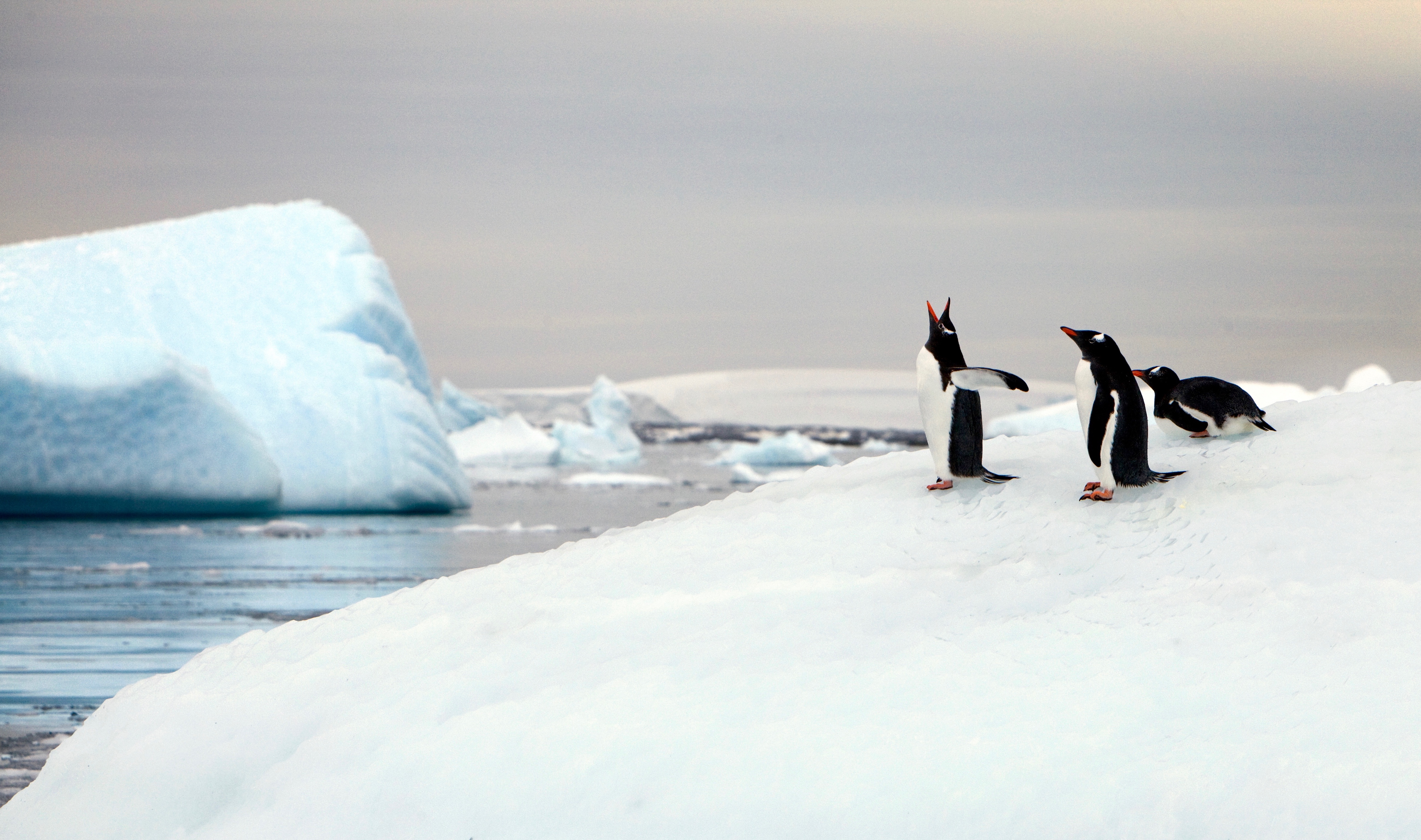 Springtime in South Georgia, Falklands and Antarctica