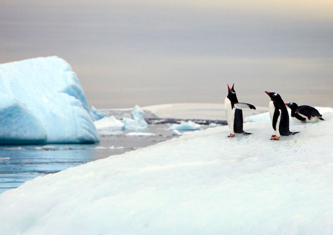 Springtime in South Georgia, Falklands and Antarctica