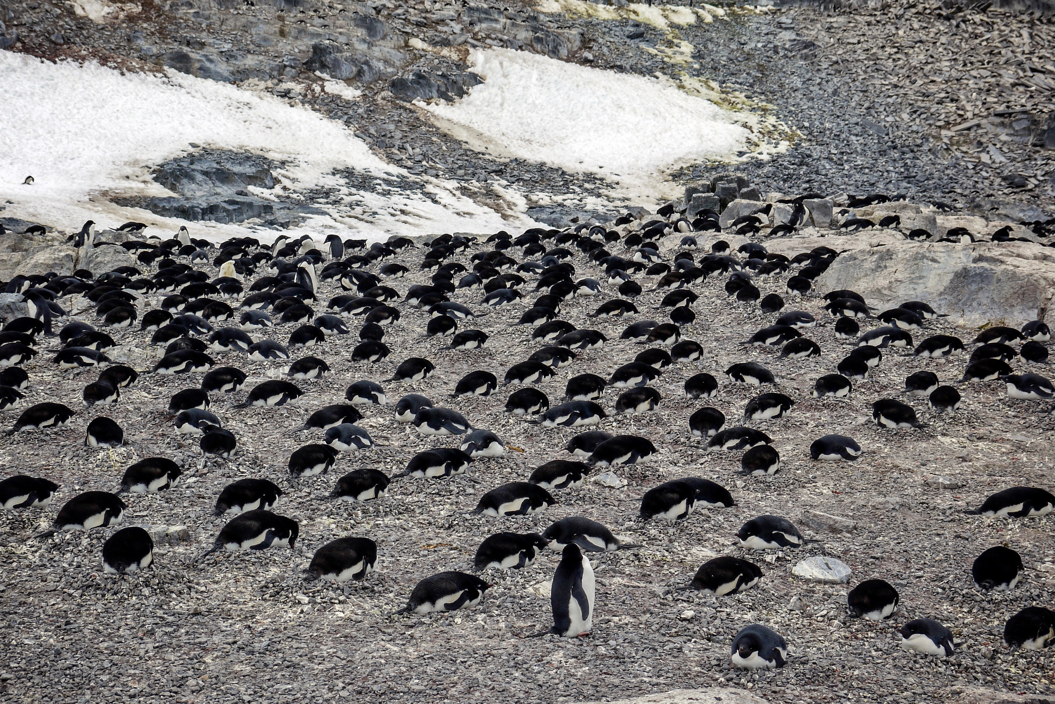 Springtime in South Georgia, Falklands and Antarctica