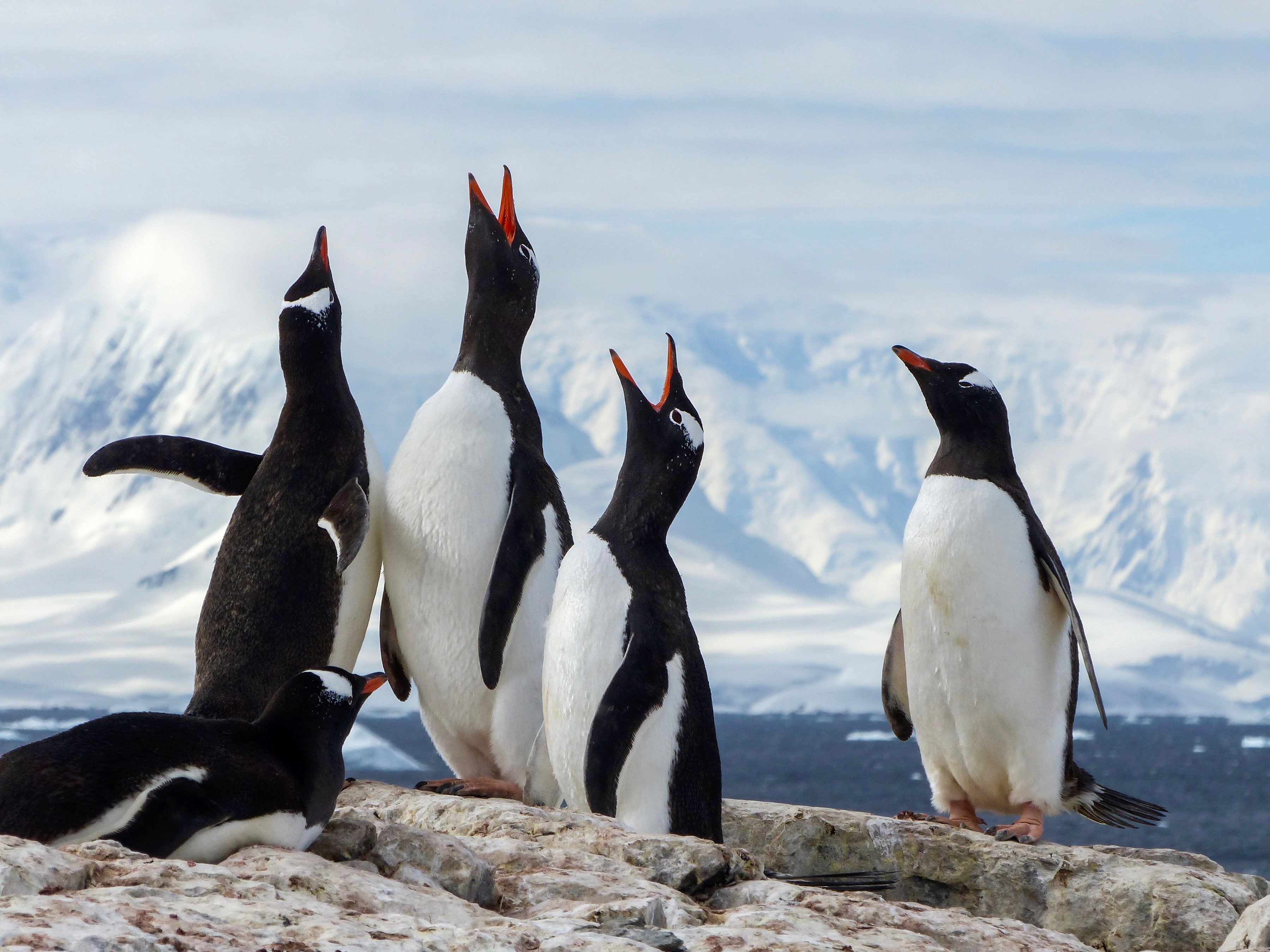 A group of gentoo penguins, Antarctica