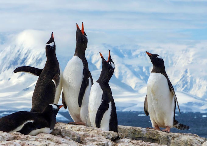A group of gentoo penguins, Antarctica