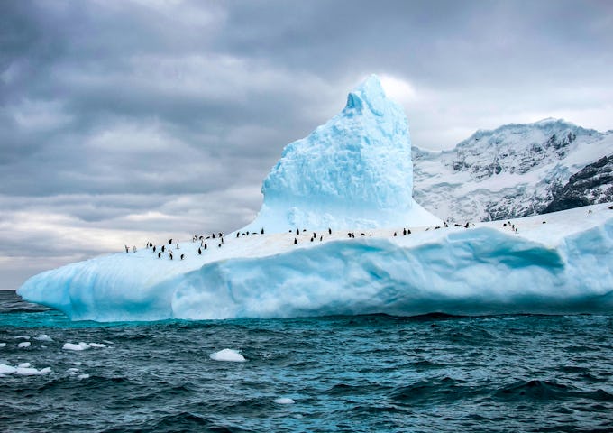 Springtime in South Georgia, Falklands and Antarctica