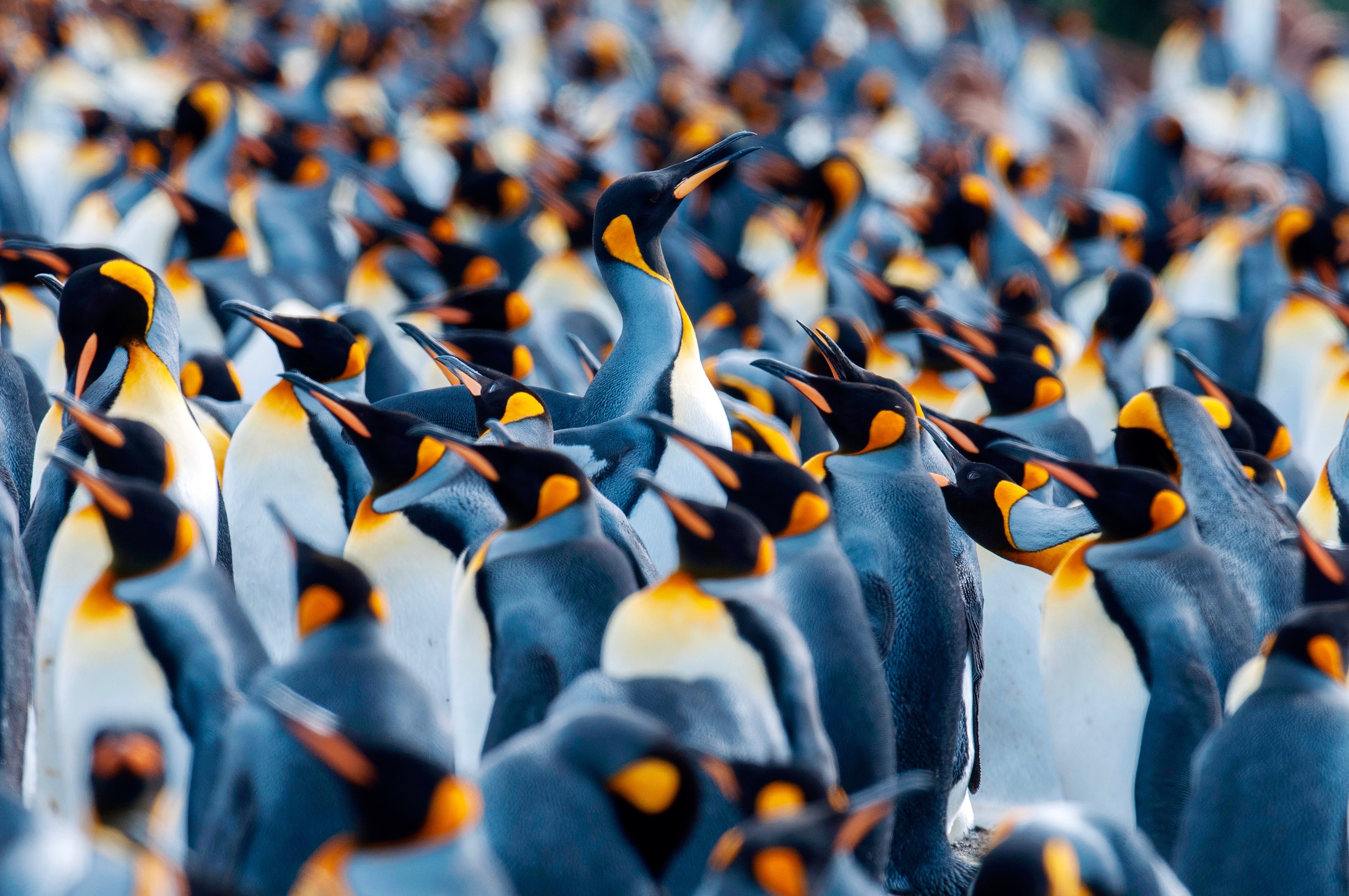 Springtime in South Georgia, Falklands and Antarctica