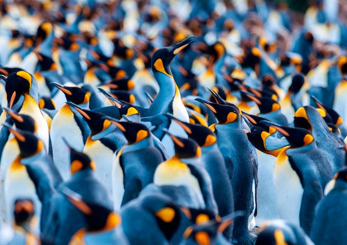 Springtime in South Georgia, Falklands and Antarctica