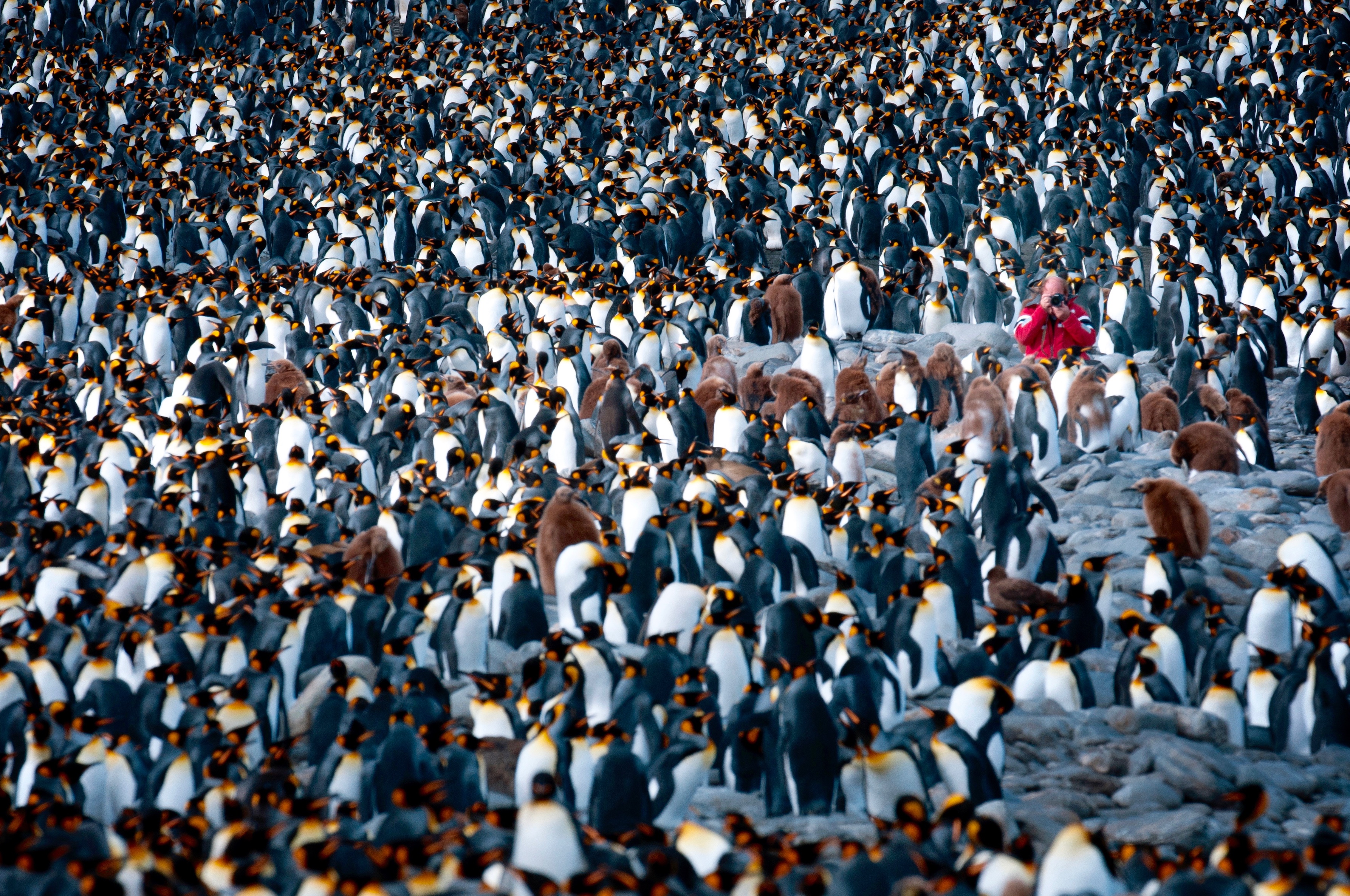 Springtime in South Georgia, Falklands and Antarctica
