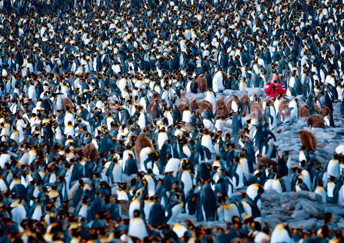 Springtime in South Georgia, Falklands and Antarctica