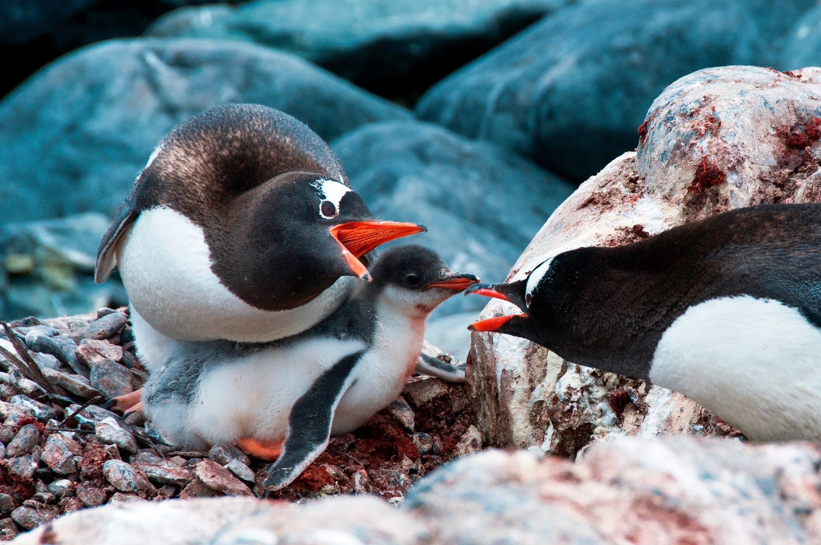 Destination Antarctica, Falklands & South Georgia