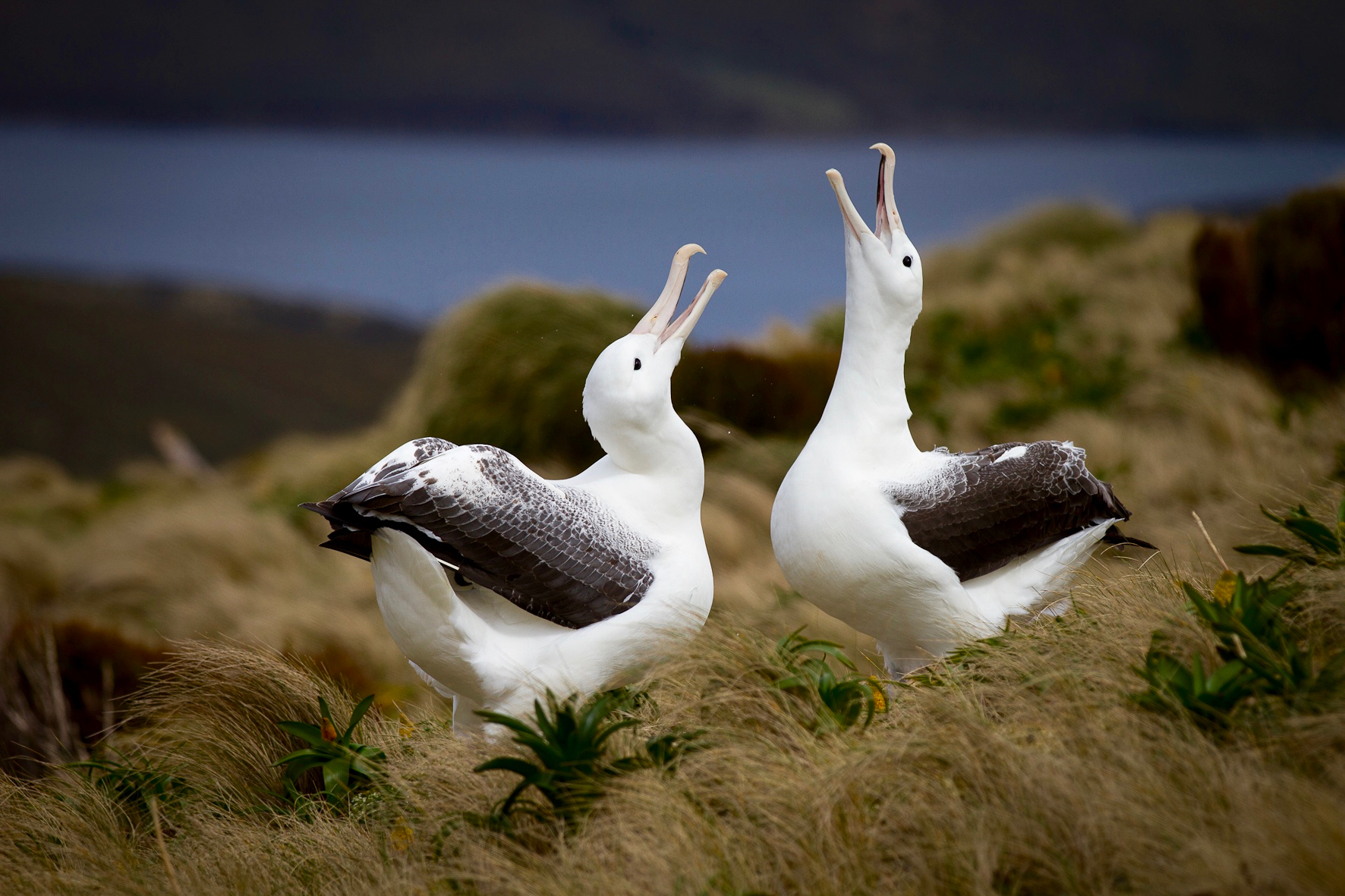Albatross pair, Antarctica
