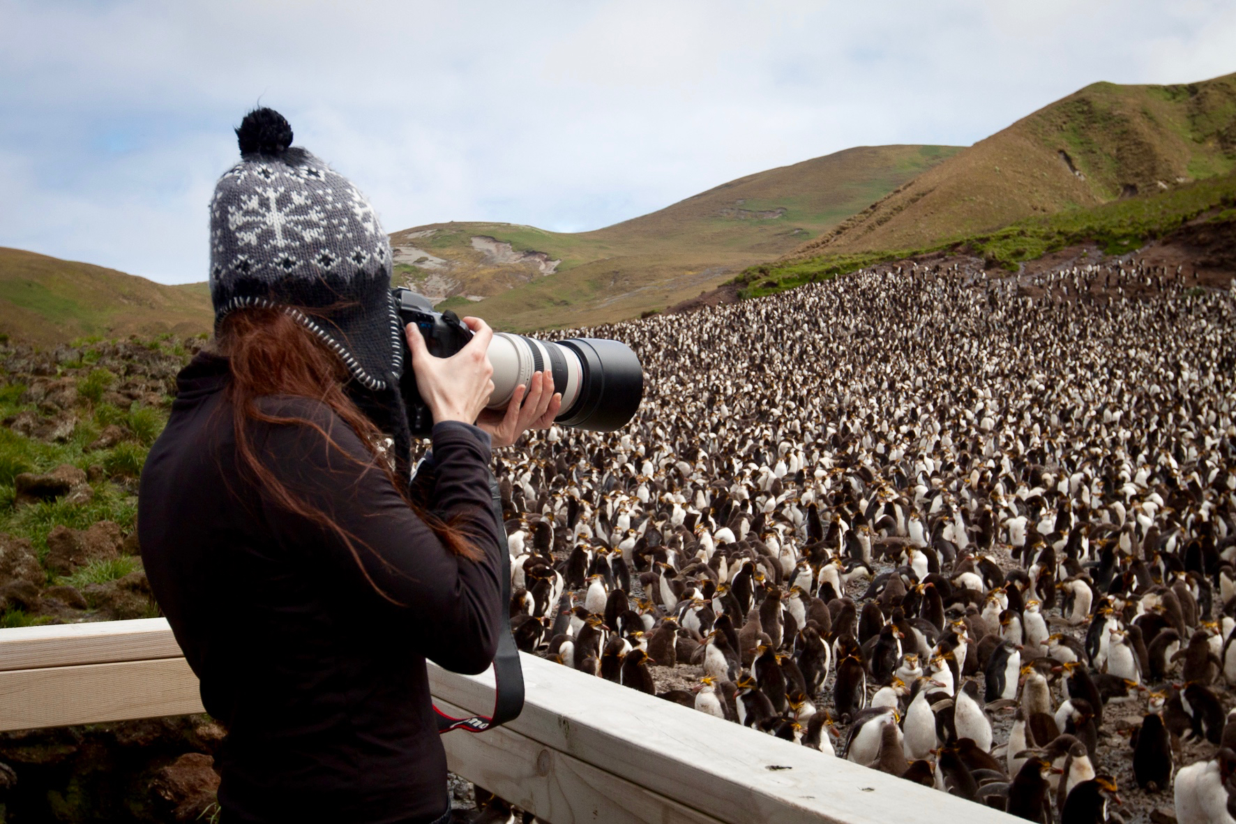 Photographing the huge penguin colonies of sub-Antarctica, Antarctica
