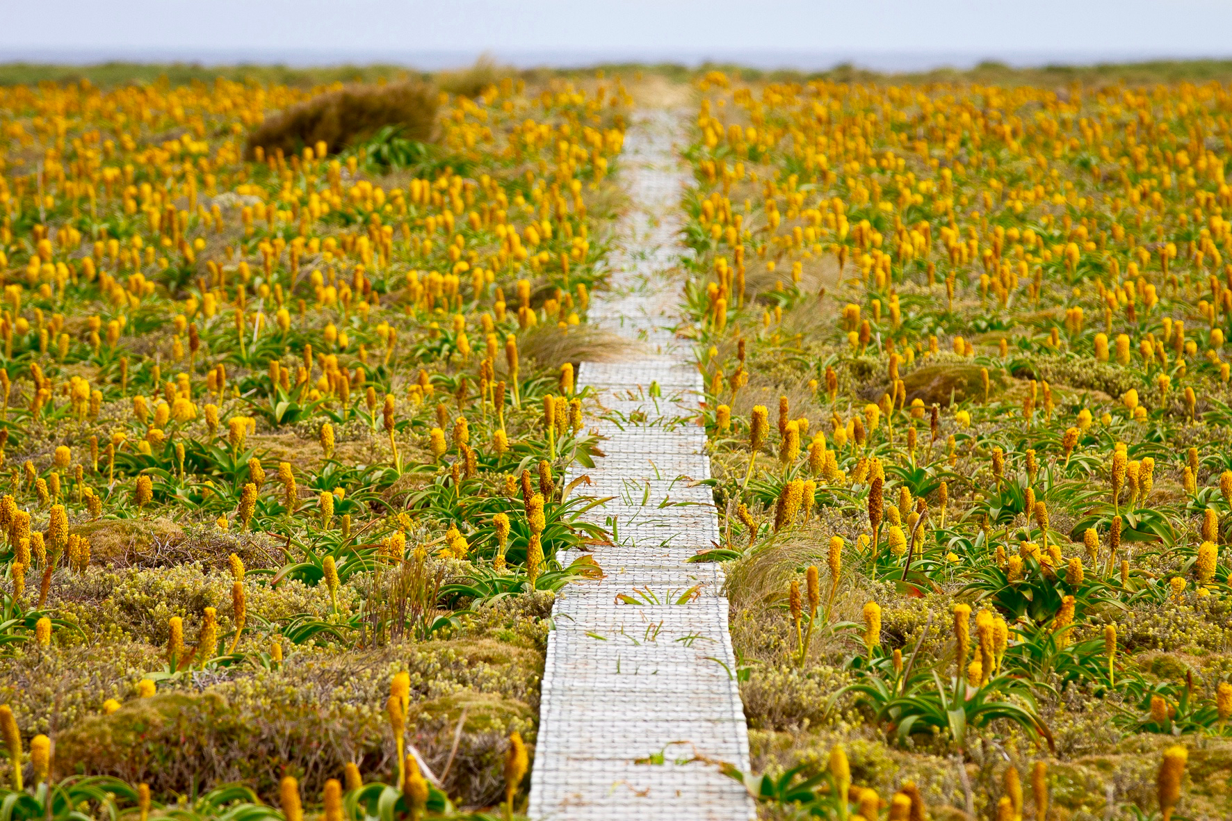 Flora of the sub-Antarctic islands, Antarctica