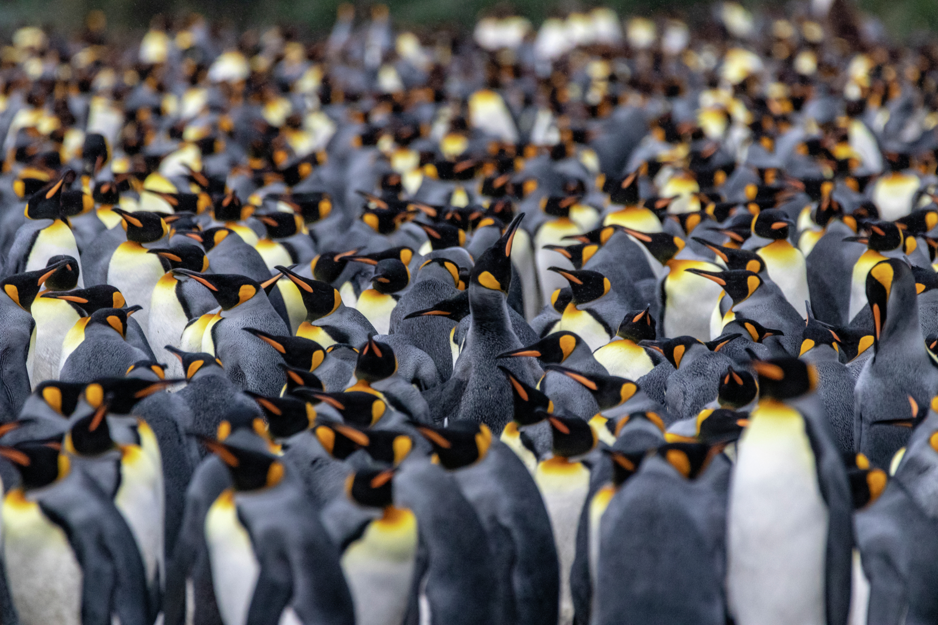 Nothing but king penguins in South Georgia