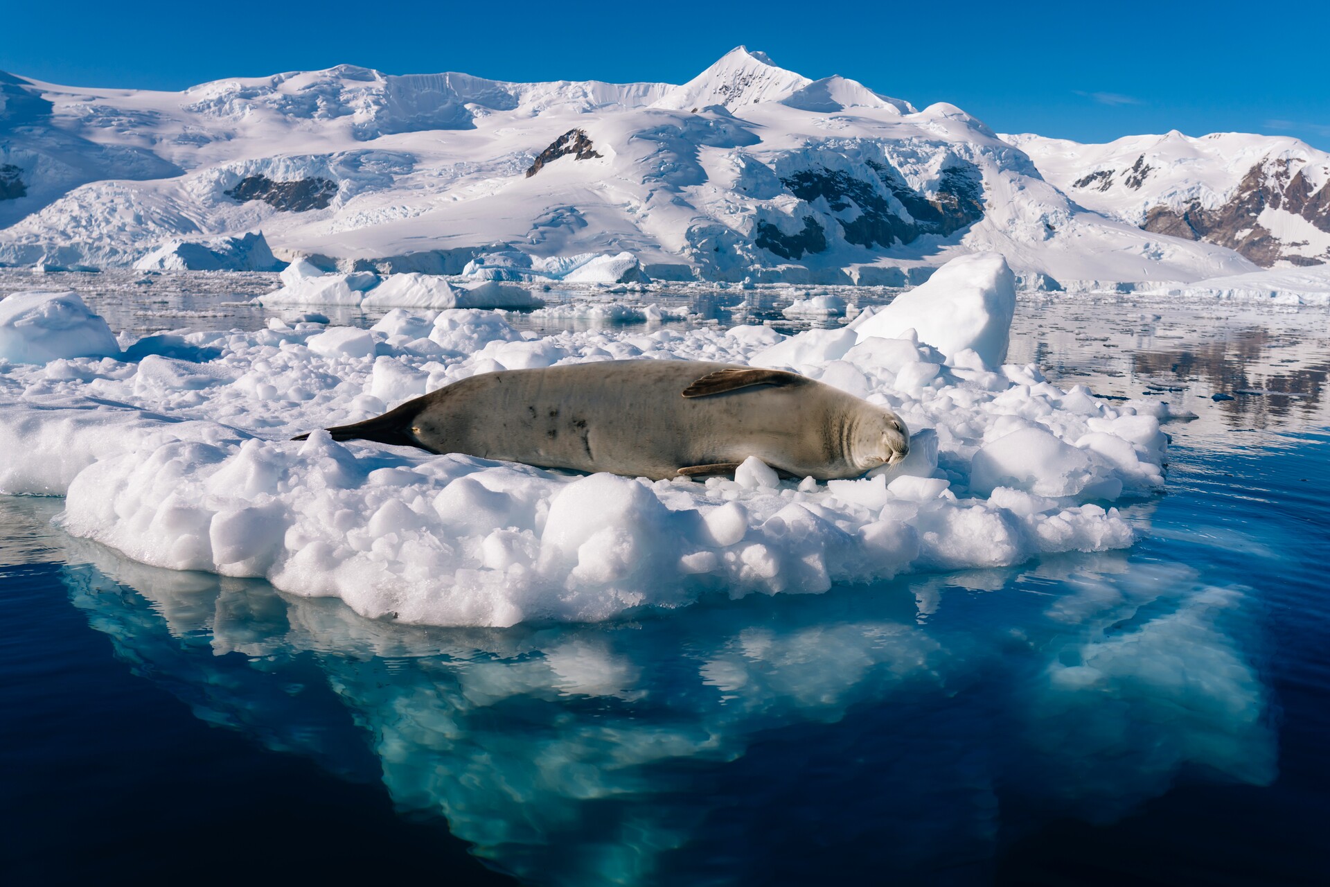 A crabeater seal lies on the ice in Antarctica in front of a mesmerising blue sea 