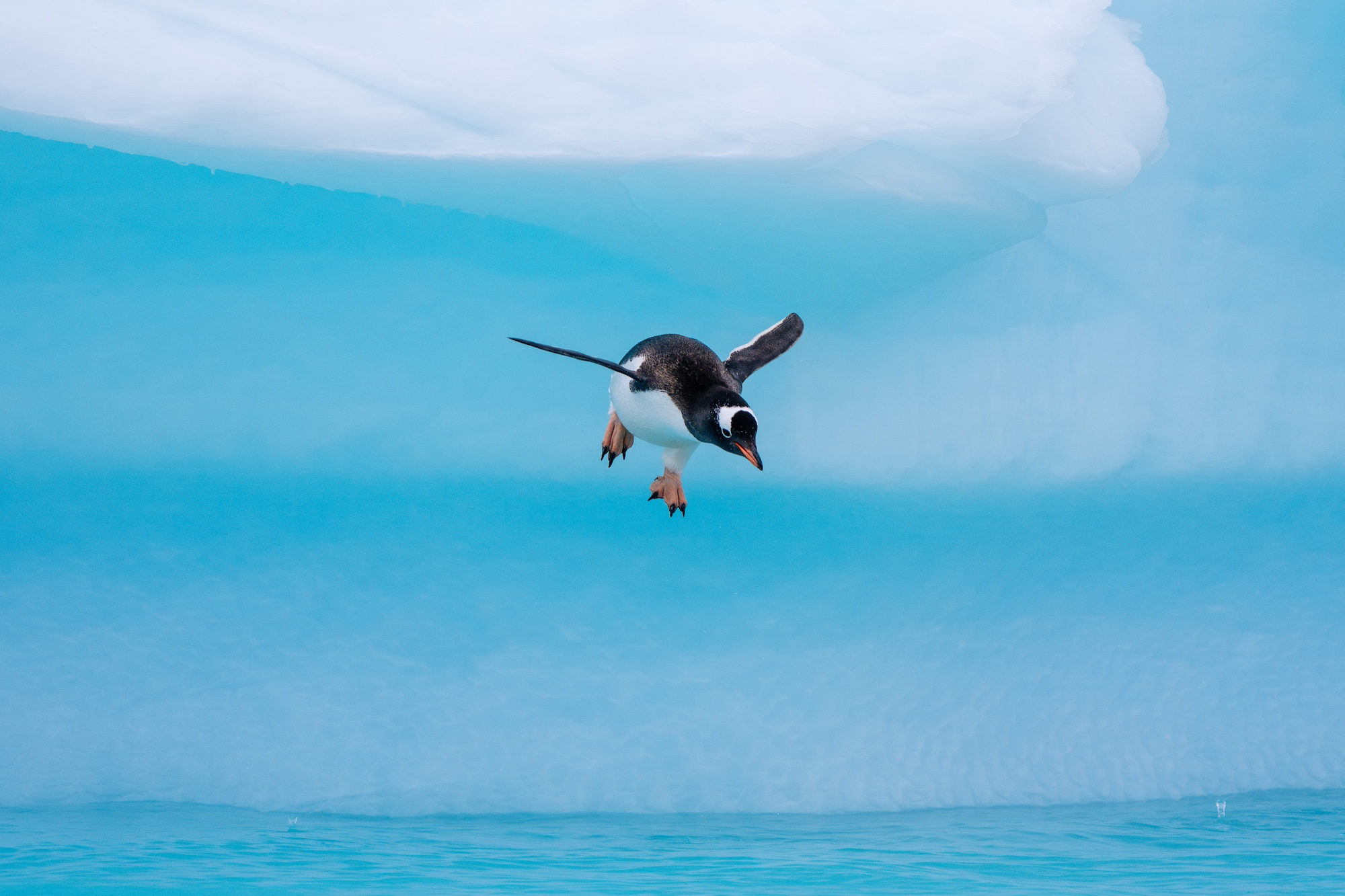 A penguin leaps off the ice in Antarctica
