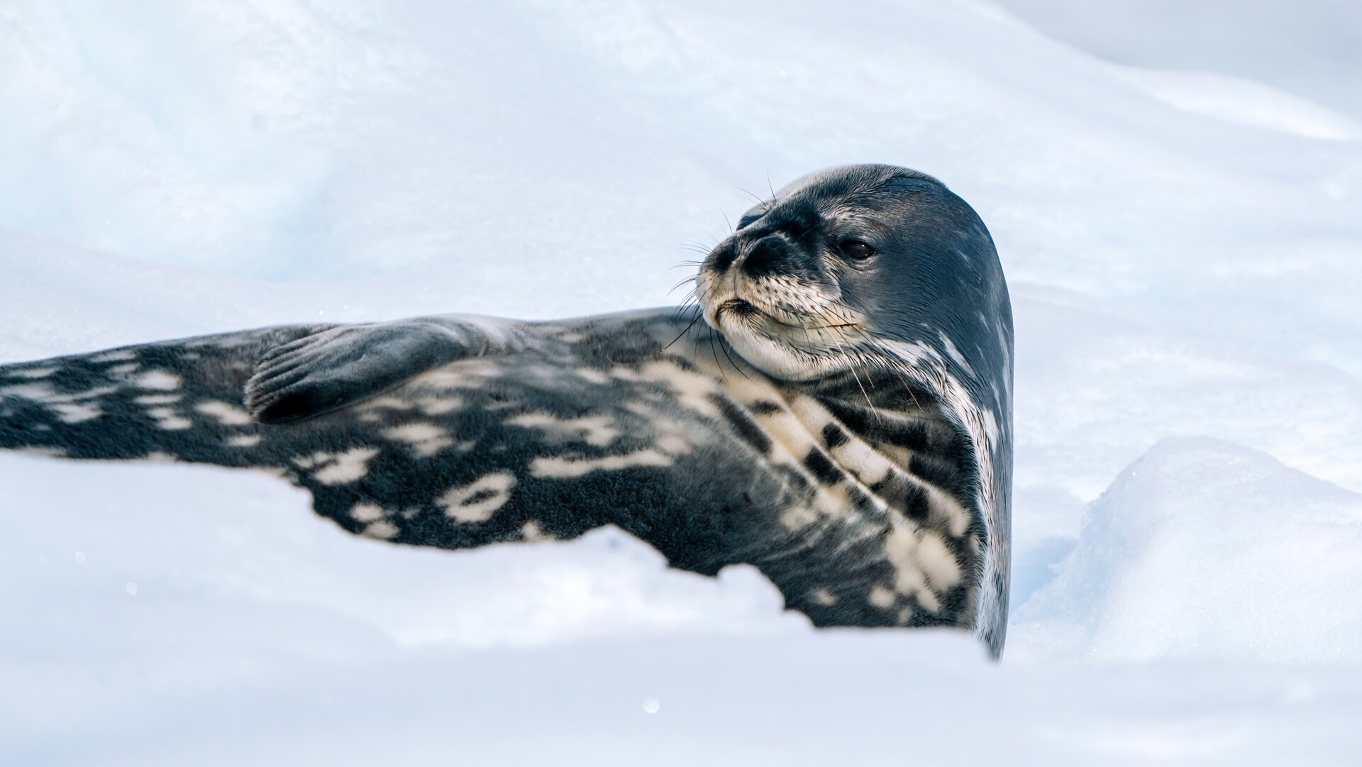 A seal lounges on the ice in Antarctica 