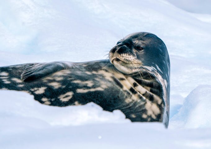 A seal lounges on the ice in Antarctica