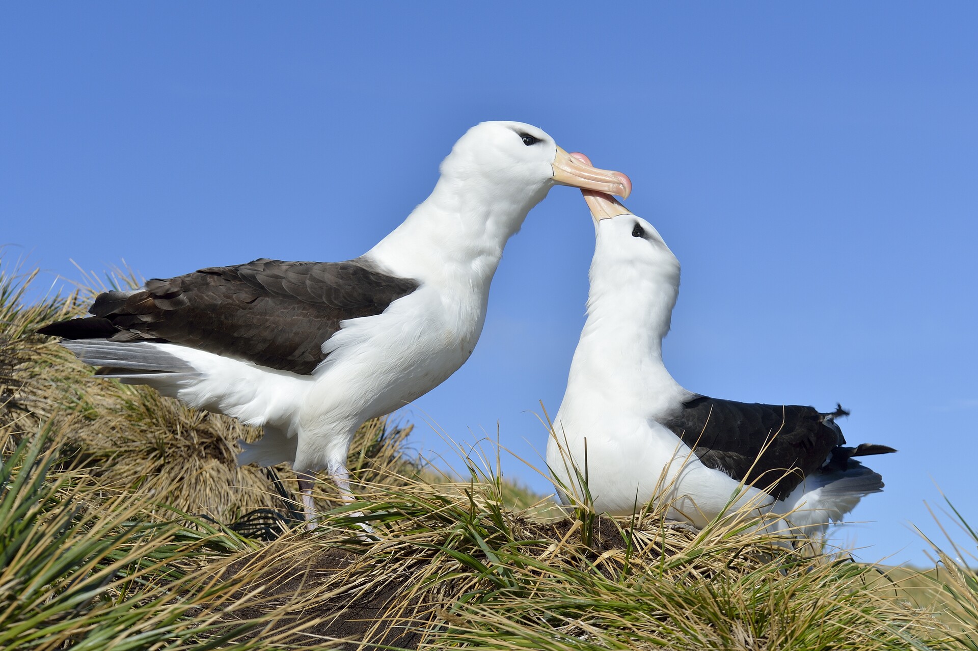 Two iconic black browed albatross interact with one another in the Falklands