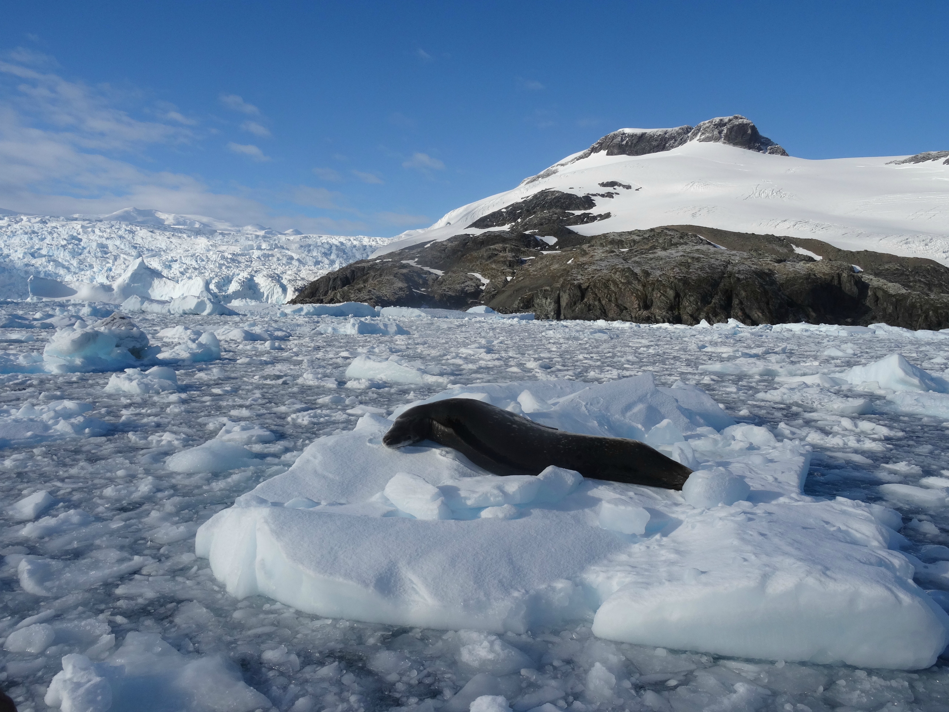 Leopard seal on an ice floe, Antarctica