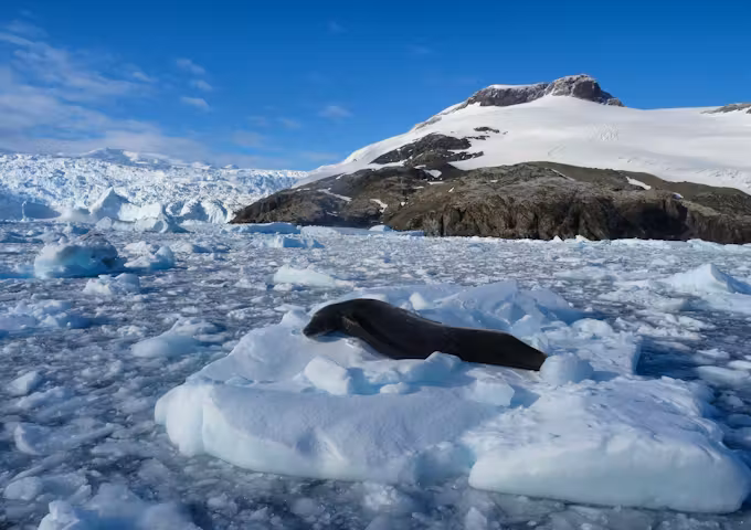 Leopard seal on an ice floe, Antarctica