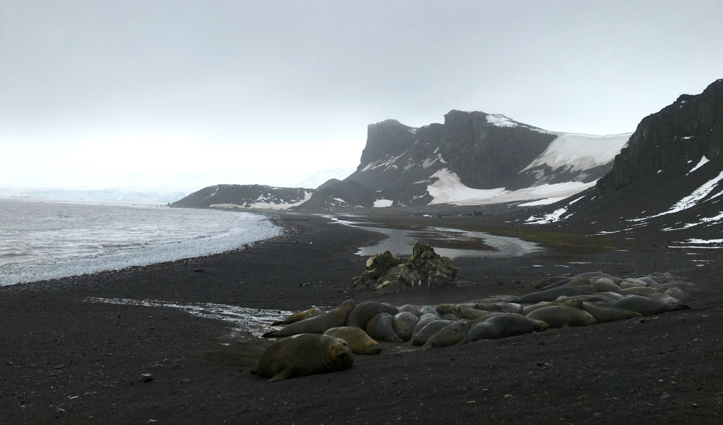 Elephant Seals at Hannah Point, South Shetlands, Antarctica